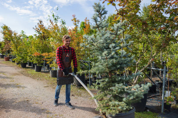 Professional Tree Removal and Landscaping Services in Elmwood, IL